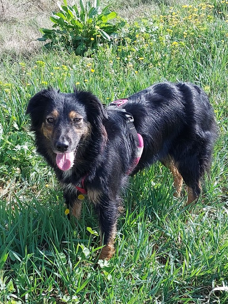 U ready for swing Of The Sheperds' Symphony